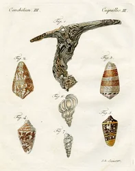 Illustration de coquillages, 1790